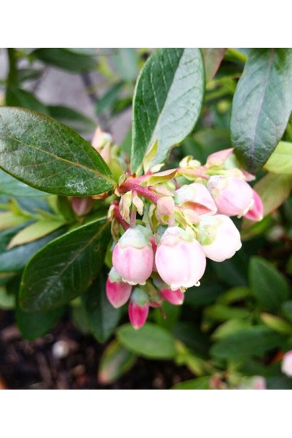 Лохина Пінк Лимонад квіти